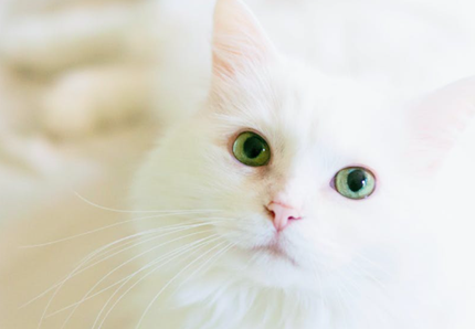Poldo, il gatto più bello del mondo